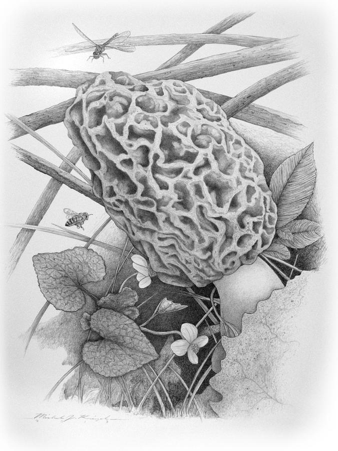 675x900 Springtime Morel Drawing - Morel Mushroom Drawing