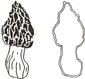296x276 time to hunt wild morel mushrooms - Morel Mushroom Drawing
