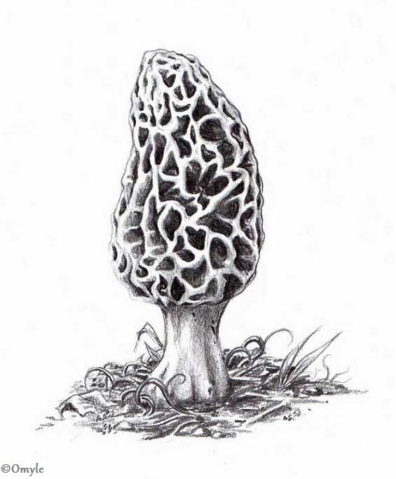 Morel Mushroom Drawing at Explore collection of