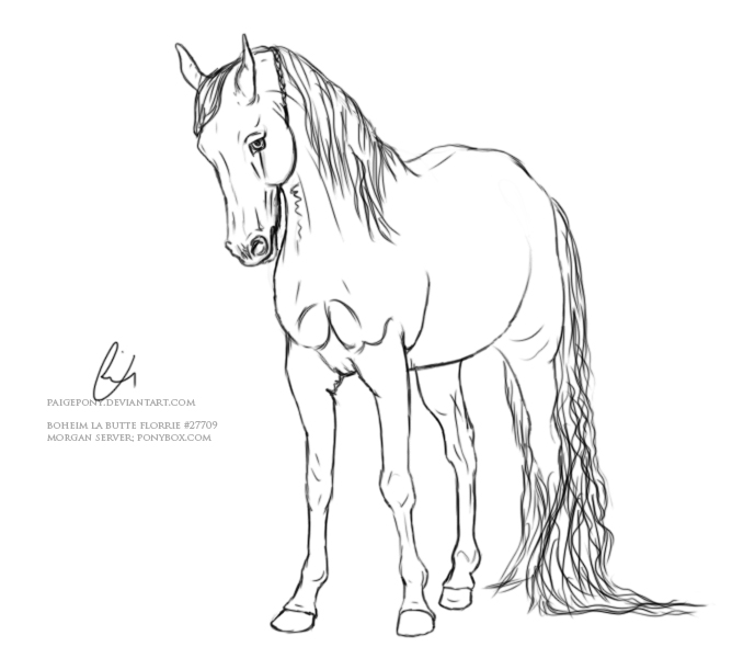 Morgan Horse Drawing at PaintingValley.com | Explore collection of ...