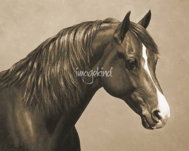 650x520 chestnut morgan horse in sepia - Morgan Horse Drawing