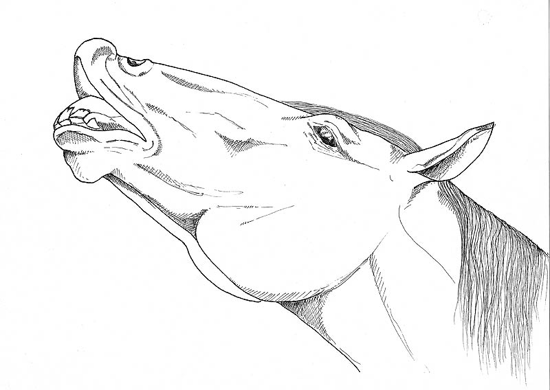 800x568 gg's team - Morgan Horse Drawing