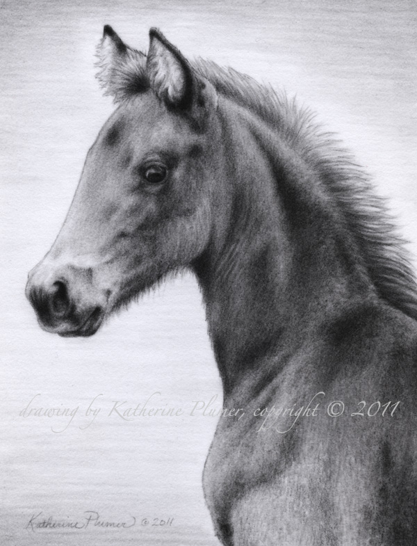 600x785 horse drawing - Morgan Horse Drawing