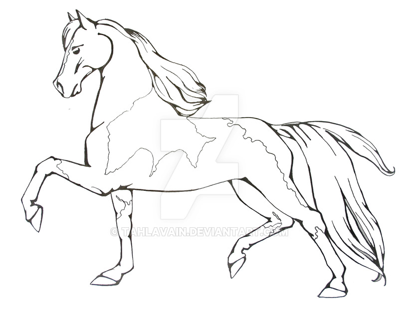 800x630 horse lineart tennessee walking horse for free download - Morgan Horse Drawing