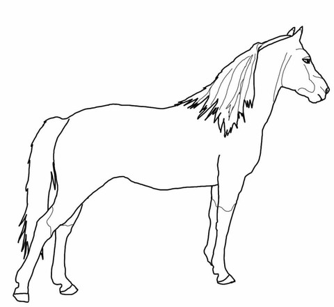 Morgan Horse Drawing at PaintingValley.com | Explore collection of ...