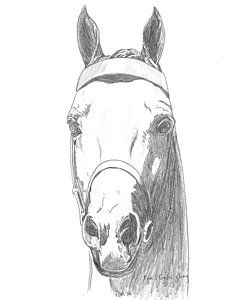 231x300 morgan horse drawing - Morgan Horse Drawing