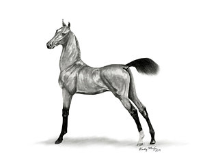 Morgan Horse Drawing at PaintingValley.com | Explore collection of ...