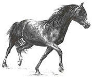 300x251 morgan horse drawings pixels - Morgan Horse Drawing