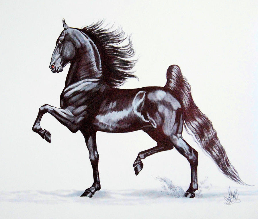 900x767 morgan proud drawing - Morgan Horse Drawing