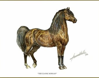 340x270 morgan horse art etsy - Morgan Horse Drawing