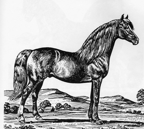 500x448 peppercorn morgans - Morgan Horse Drawing