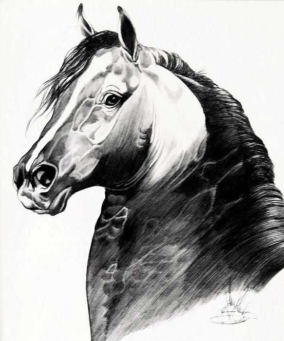 583x700 morgans horse drawings, morgan horse, horses - Morgan Horse Drawing