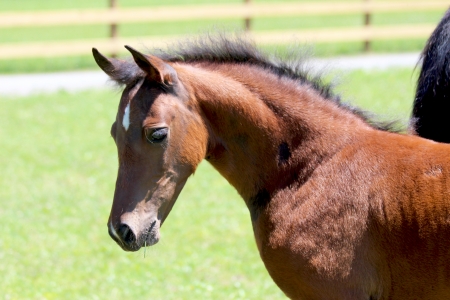 450x300 raffle foal program uvm morgan horse farm the university - Morgan Horse Drawing