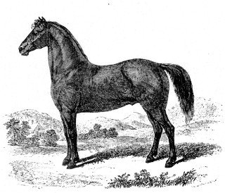 320x274 the morgan horse - Morgan Horse Drawing