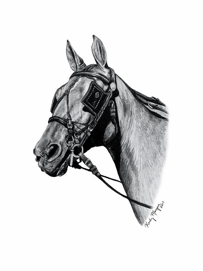 675x900 wc belle starr drawing - Morgan Horse Drawing