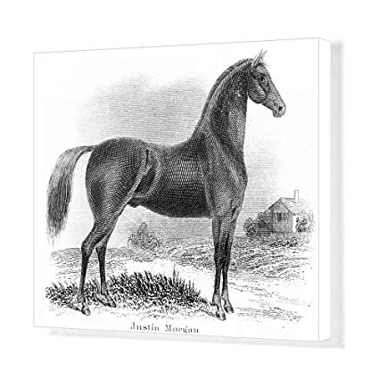 425x425 media storehouse canvas print justin morgan - Morgan Horse Drawing