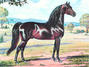300x226 american morgan horse association ideal morgan - Morgan Horse Drawing