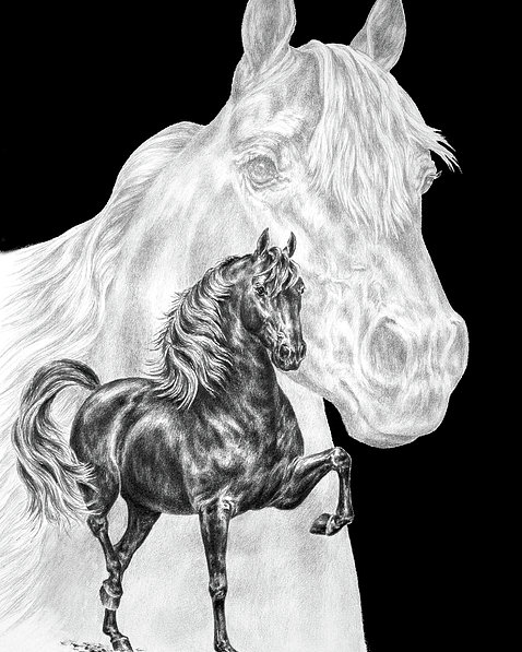 478x597 body mind and spirit - Morgan Horse Drawing
