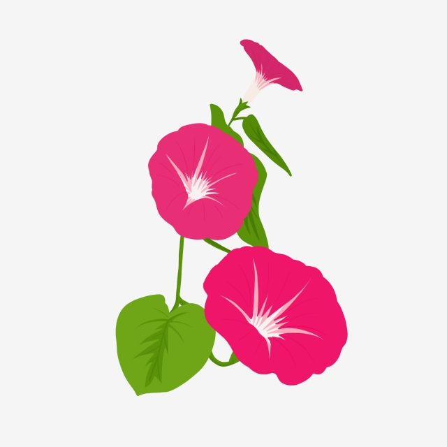 640x640 hand drawn botanical flower element morning glory glory,bud,flower - Morning Glory Botanical Drawing