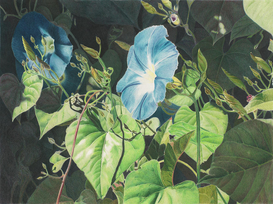 900x675 Heavenly Blue Morning Glories Drawing - Morning Glory Botanical Drawing