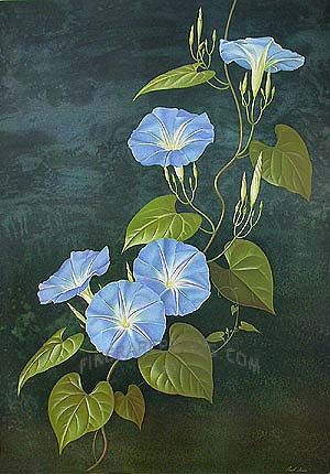300x430 Heavenly Blue Or Morning Glory In Morning Glory Drawings - Morning Glory Botanical Drawing
