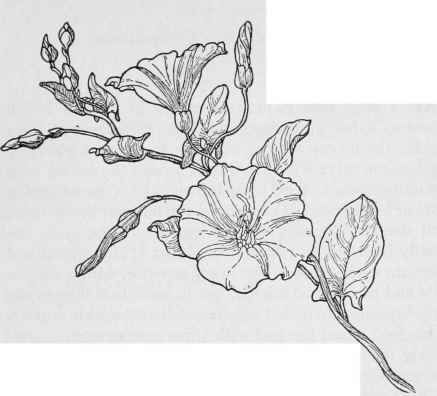 437x396 Huge Collection Of 'morning Glory Vine Drawing' Download More - Morning Glory Botanical Drawing