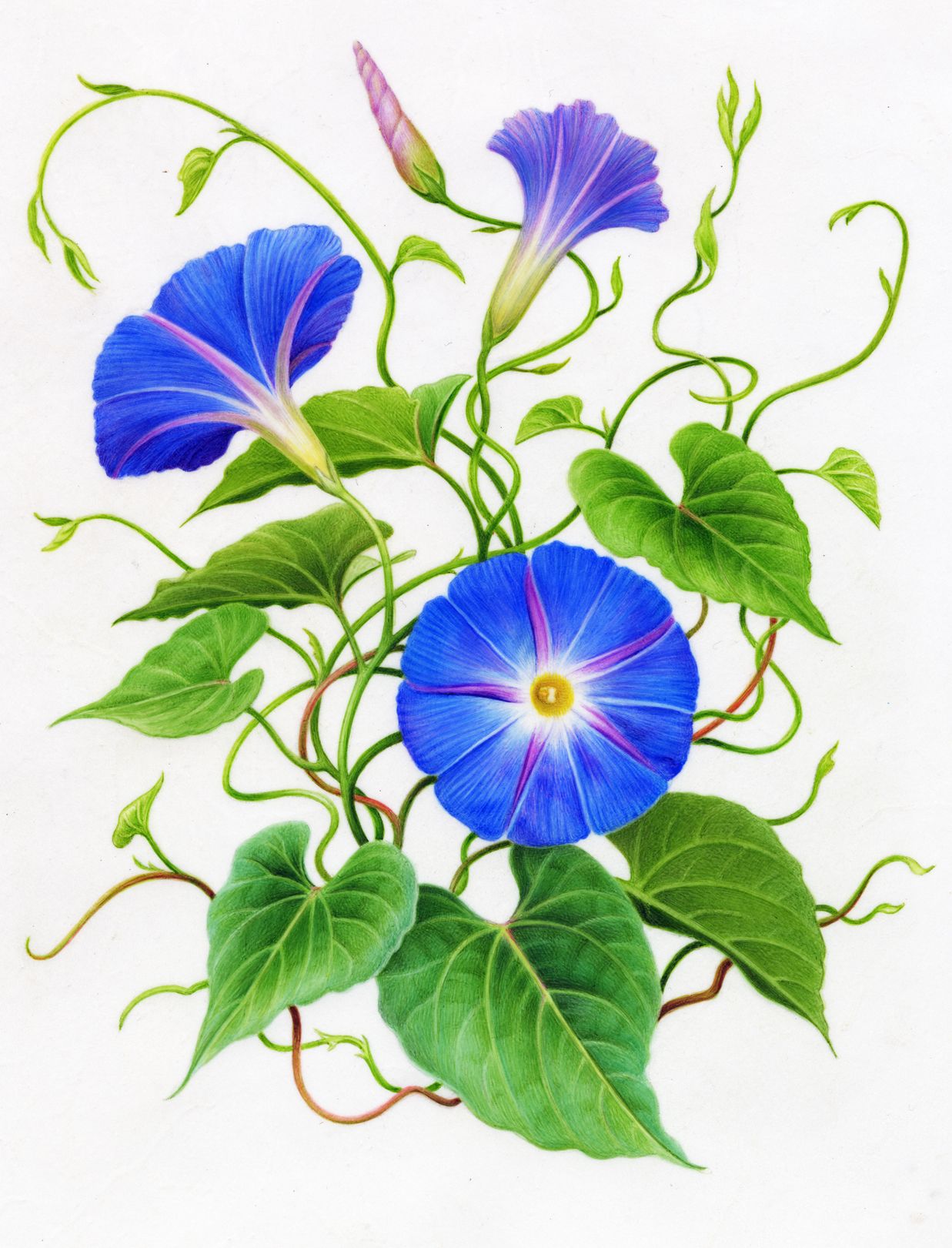 1237x1621 morning glory art projects botanical drawings, flower art - Morning Glory Botanical Drawing