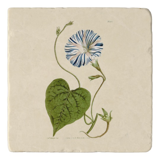 540x540 Morning Glory Blue Illustration Trivet - Morning Glory Botanical Drawing