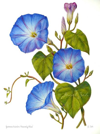 410x546 blue morning glories flower botanical floral painting - Morning Glory Botanical Drawing
