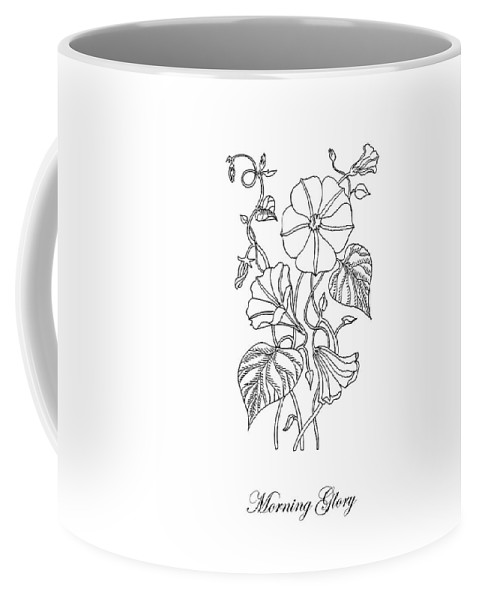 479x600 morning glory botanical drawing coffee mug for sale - Morning Glory Botanical Drawing