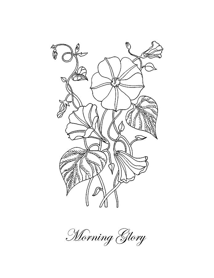 695x900 morning glory botanical drawing drawing - Morning Glory Botanical Drawing
