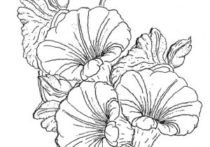 300x210 Morning Glory Flower Drawing - Morning Glory Botanical Drawing