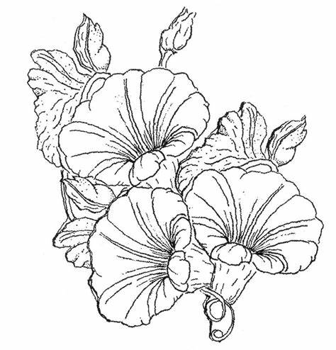 Morning Glory Botanical Drawing at PaintingValley.com | Explore ...