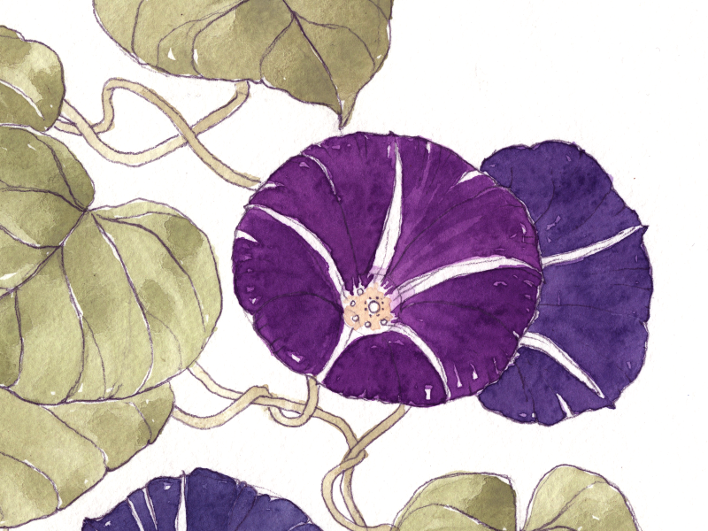 800x600 morning glory botanical illustration - Morning Glory Botanical Drawing