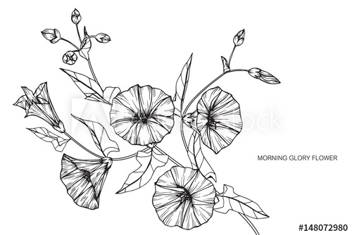 500x334 Morning Glory Flowers Drawing And Sketch With Line Art On White - Morning Glory Botanical Drawing