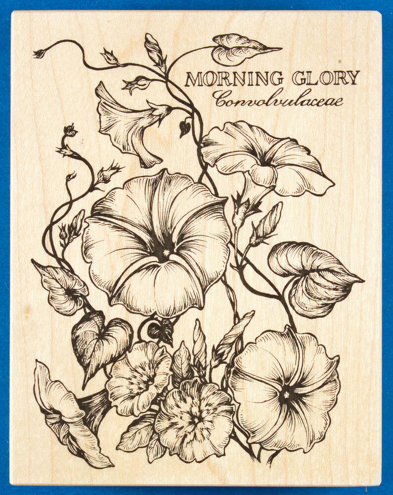 795x1000 psx morning glory botanical rubber stamp k - Morning Glory Botanical Drawing
