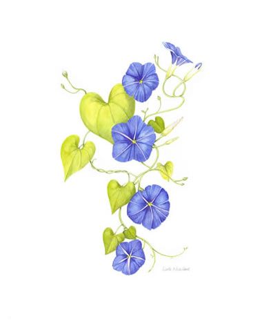 396x475 pin vine morning glory botanical drawing images - Morning Glory Botanical Drawing