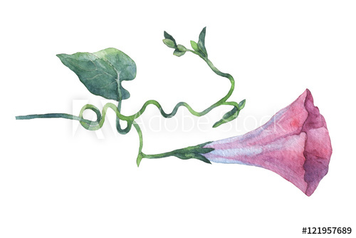500x334 Pink Morning Glory - Morning Glory Botanical Drawing