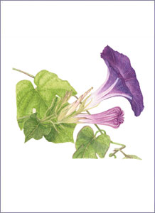 218x300 Sally Petru - Morning Glory Botanical Drawing