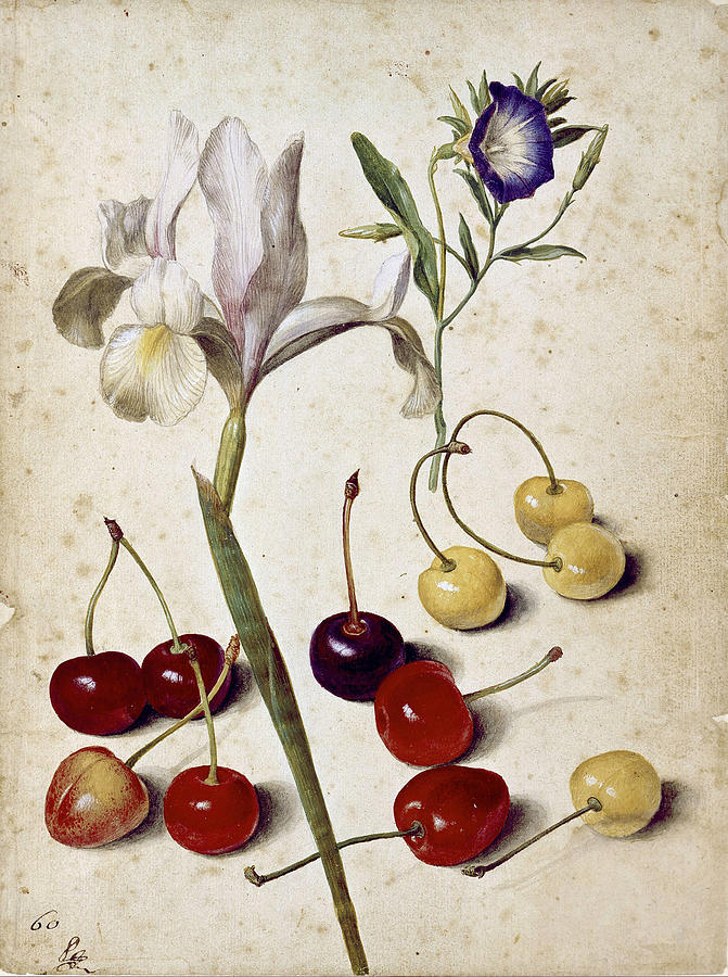 671x900 Spanish Iris Morning Glory And Cherries Drawing - Morning Glory Botanical Drawing