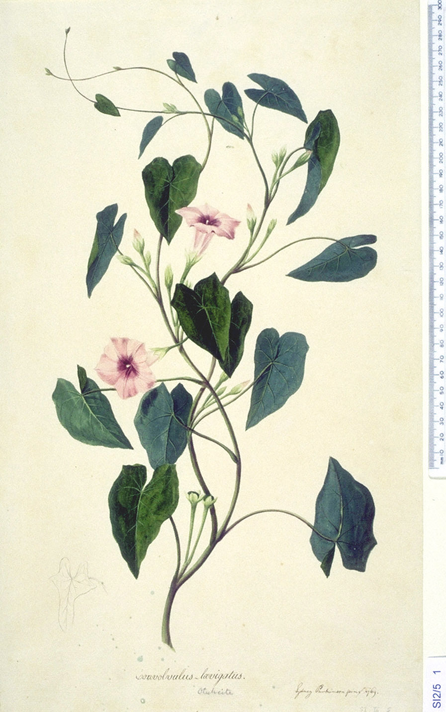 897x1433 the endeavour botanical illustrations - Morning Glory Botanical Drawing