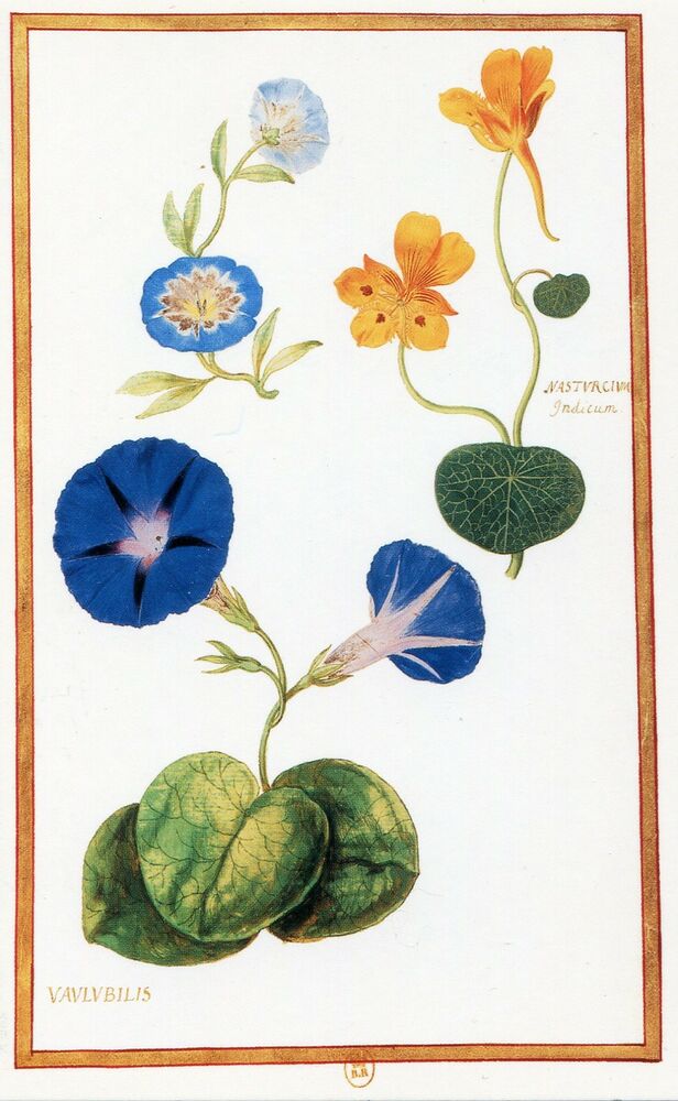 616x1000  - Morning Glory Botanical Drawing