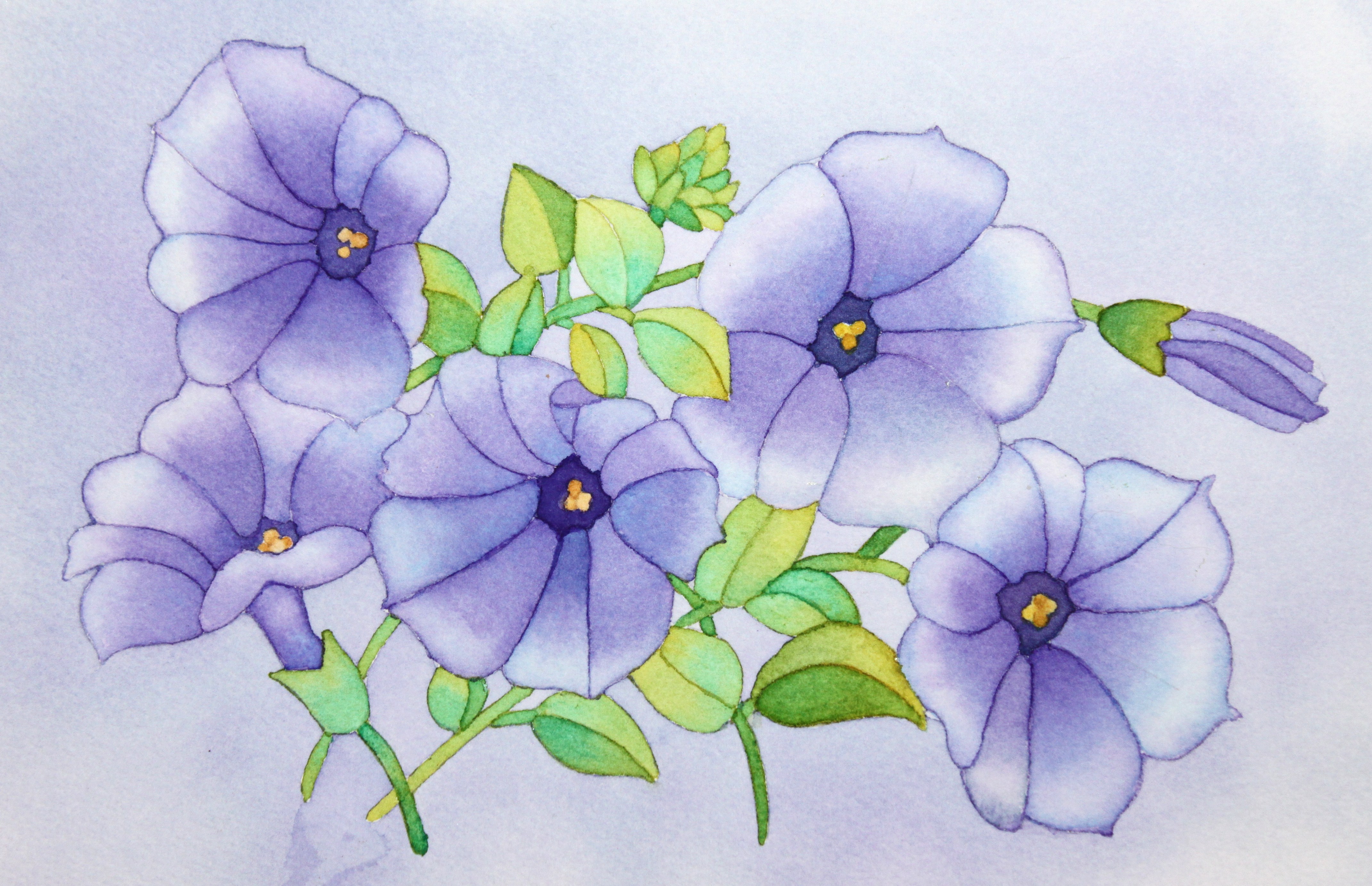 4282x2764 Watercolor Morning Glories Afternoon Artist - Morning Glory Botanical Drawing
