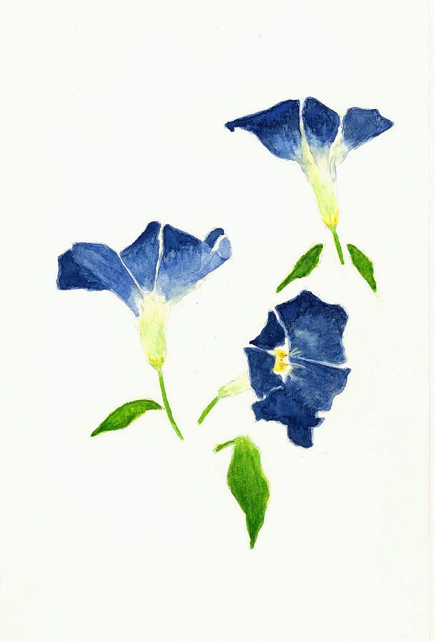 610x900 morning glory flower botanical drawing - Morning Glory Botanical Drawing