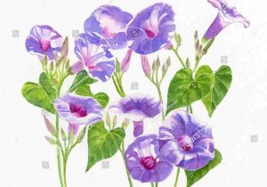 Morning Glory Botanical Drawing at PaintingValley.com | Explore ...