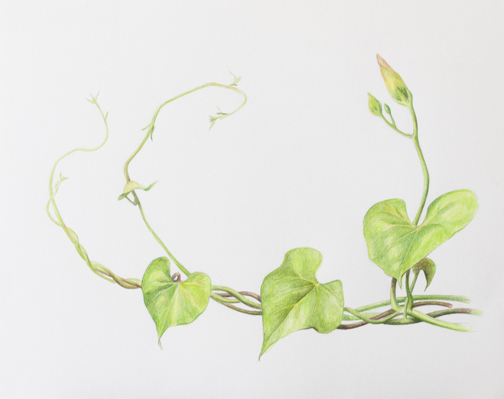 Morning Glory Botanical Drawing at PaintingValley.com | Explore