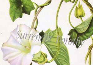 300x210 Drawings Of Morning Glory Flowers Best Morning Glory Flower - Morning Glory Botanical Drawing