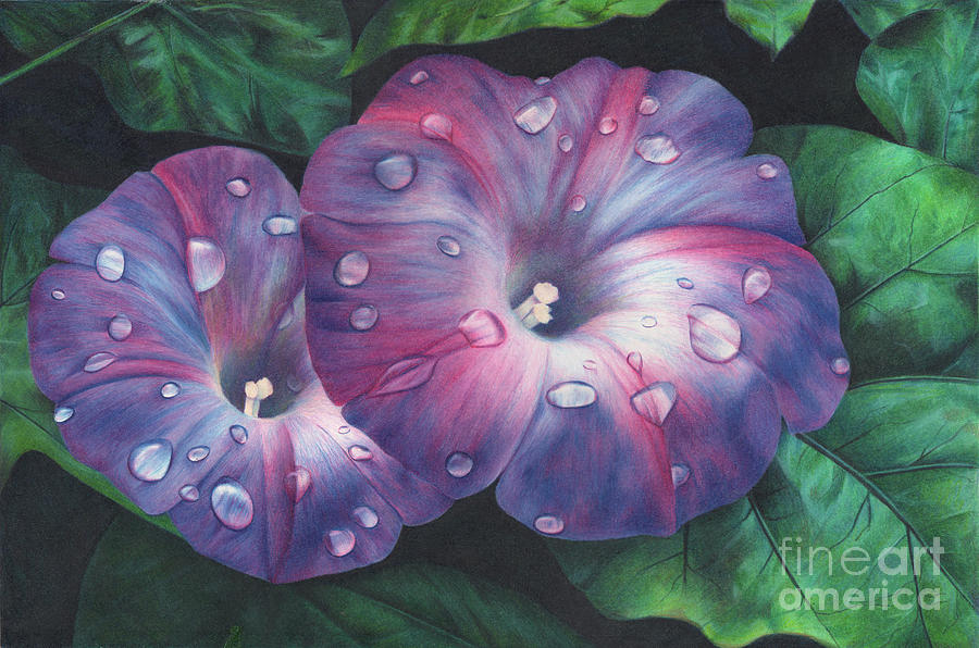 900x596 Morning Glories Drawing - Morning Glory Drawing