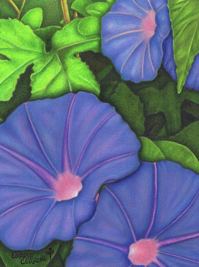 671x900 Morning Glory - Morning Glory Drawing