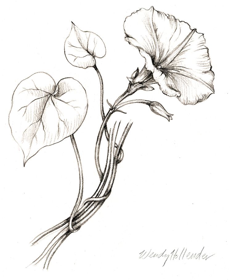 750x907 Morning Glory Botanical Drawings Vine Tattoos, Vine Drawing - Morning Glory Drawing
